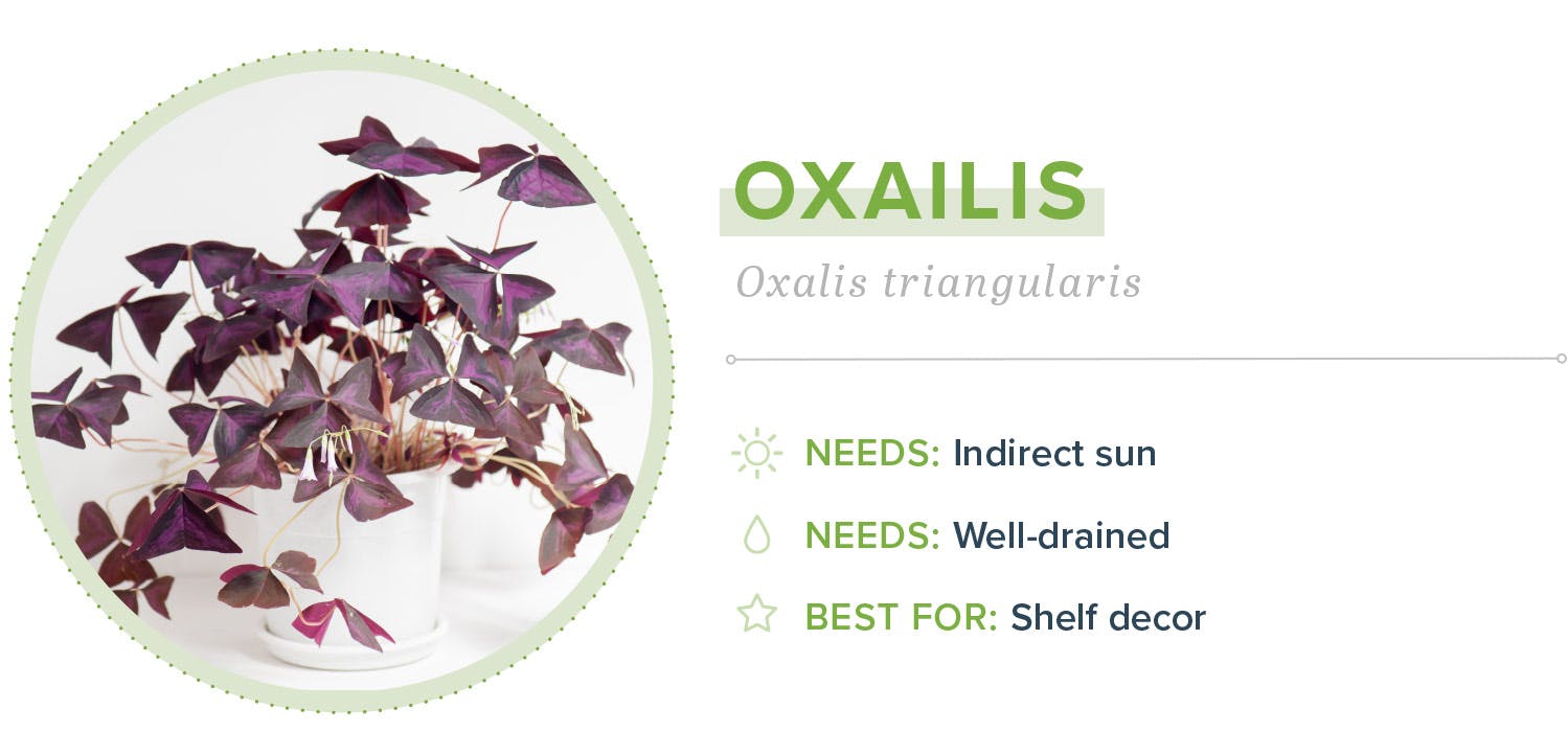 small-indoor-plants-oxailis-13