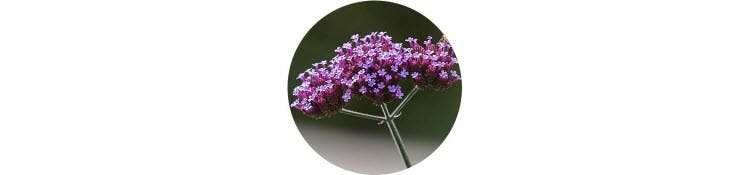 purple-verbena-bonariensis