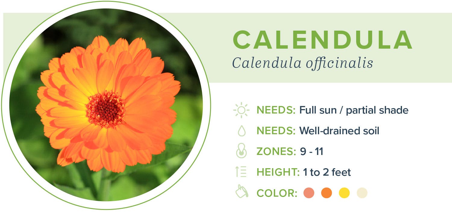 Annual-flowers-calendula