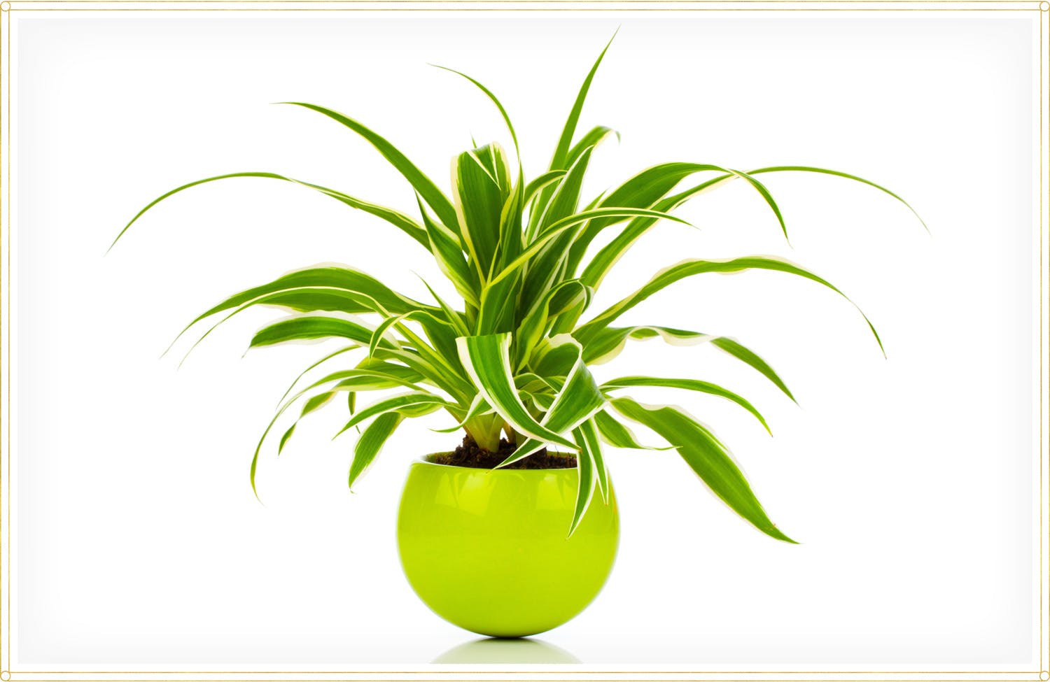 spider-plant-care-chlorophytum-comosum-reverse-variegatum