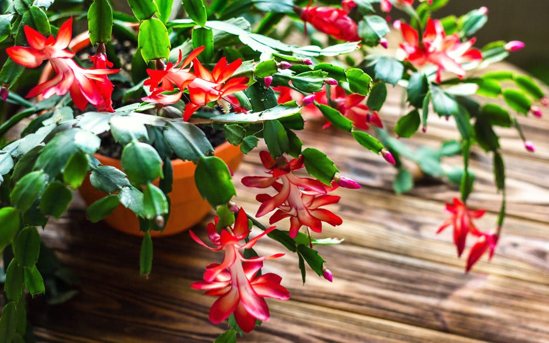 How To Care For A Christmas Cactus - 1