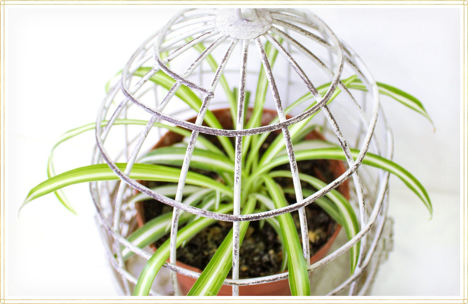 spider-plant-care-lifestyle2