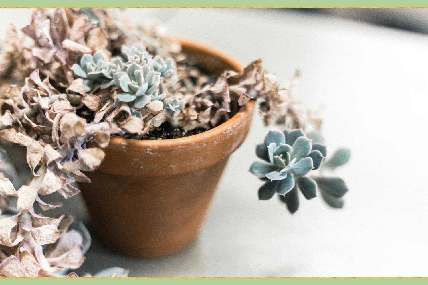 top-plant-care-tips-13