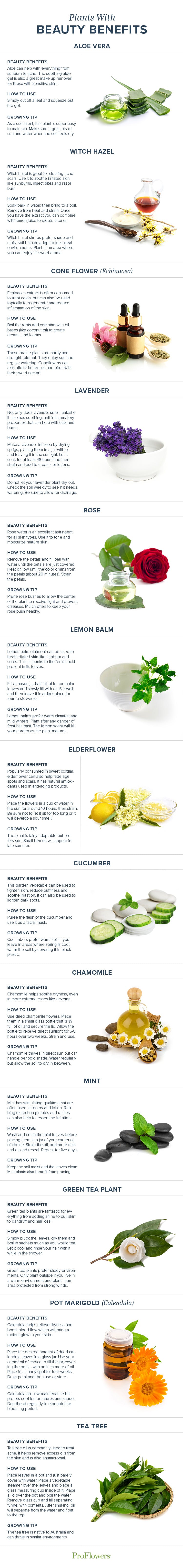 13 Plants To Help With Your Beauty Regime
