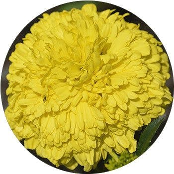 yellow-dianthus-caryophyllus