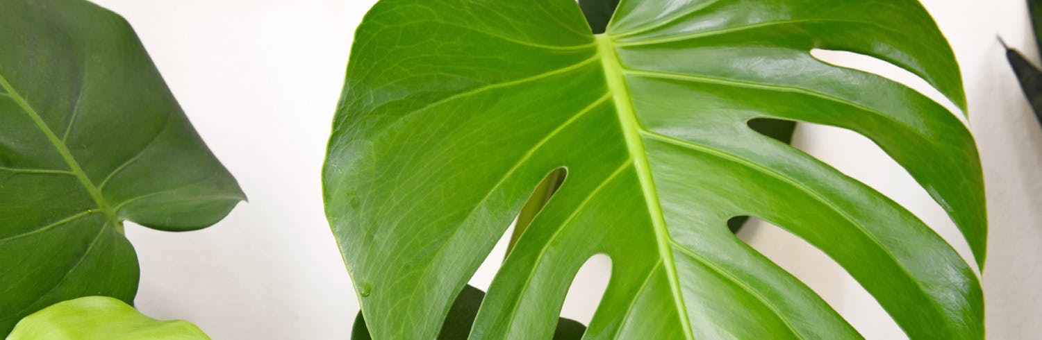 philodendron-care-thumbnail
