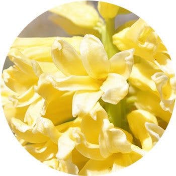 yellow-hyacinthus-orientalis