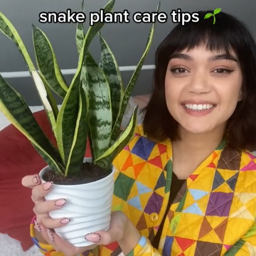 Snake Plant test