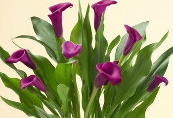 calla-lilies-blog110415thumb