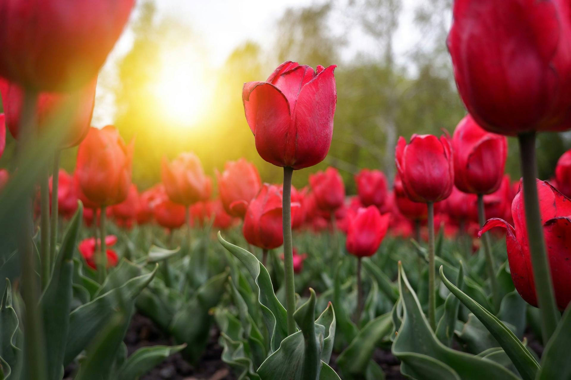 beautiful-red-tulips-blogthumbnew