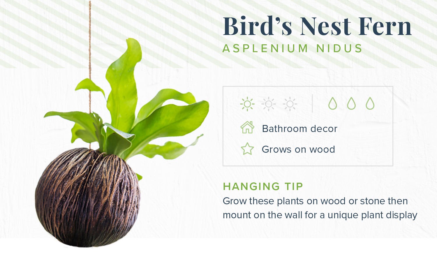 hanging-plants-birds-nest