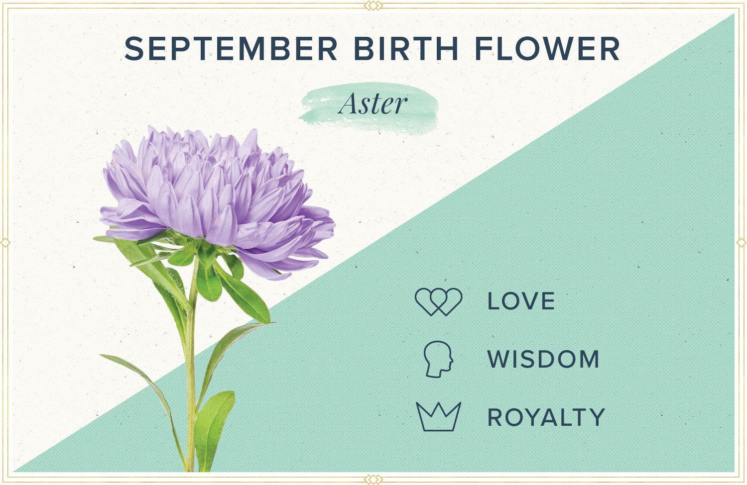 September Birth Flower + More: Aster