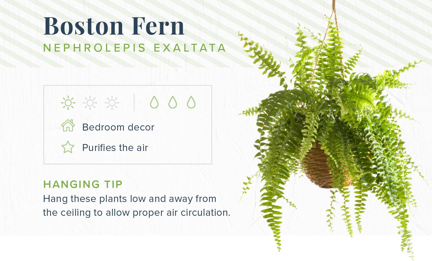 hanging-plants-boston-fern