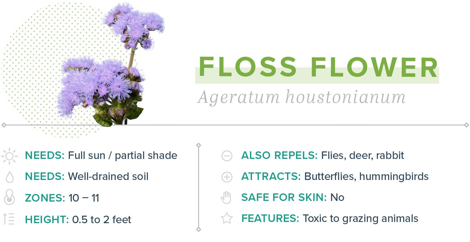mosquito-repelling-plants-05-FlossFlower