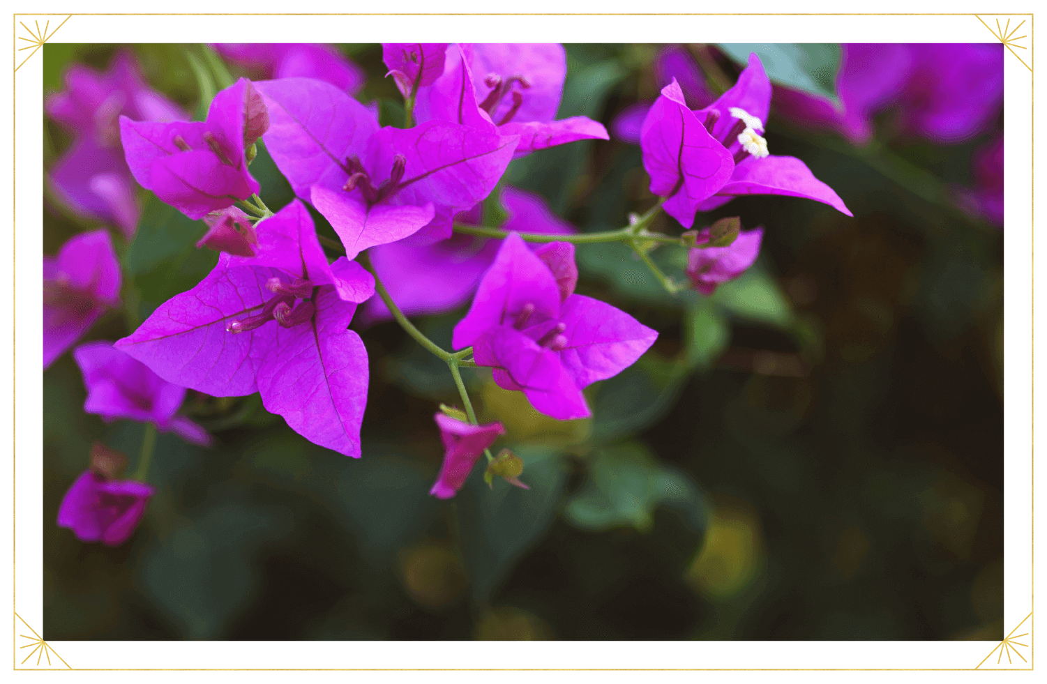 purple-queen-bougainvillea