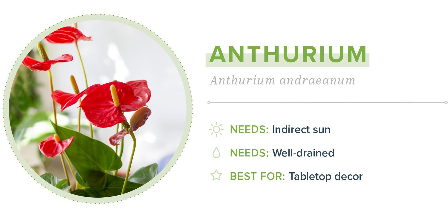 small-indoor-plants-anthurium-03