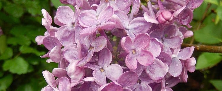 New Hampshire State Flower - The Purple Lilac