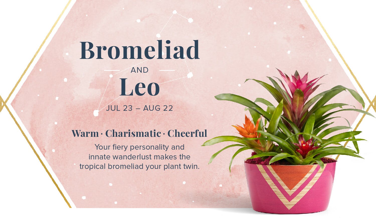 The-Perfect-Plant-For-You-According-To-Your-Zodiac-Bromeliad