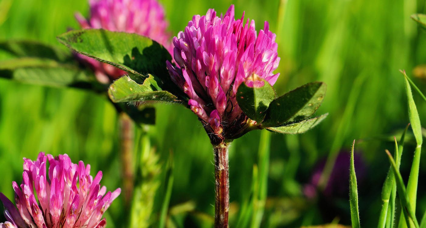 Vermont State Flower - The Red Clover