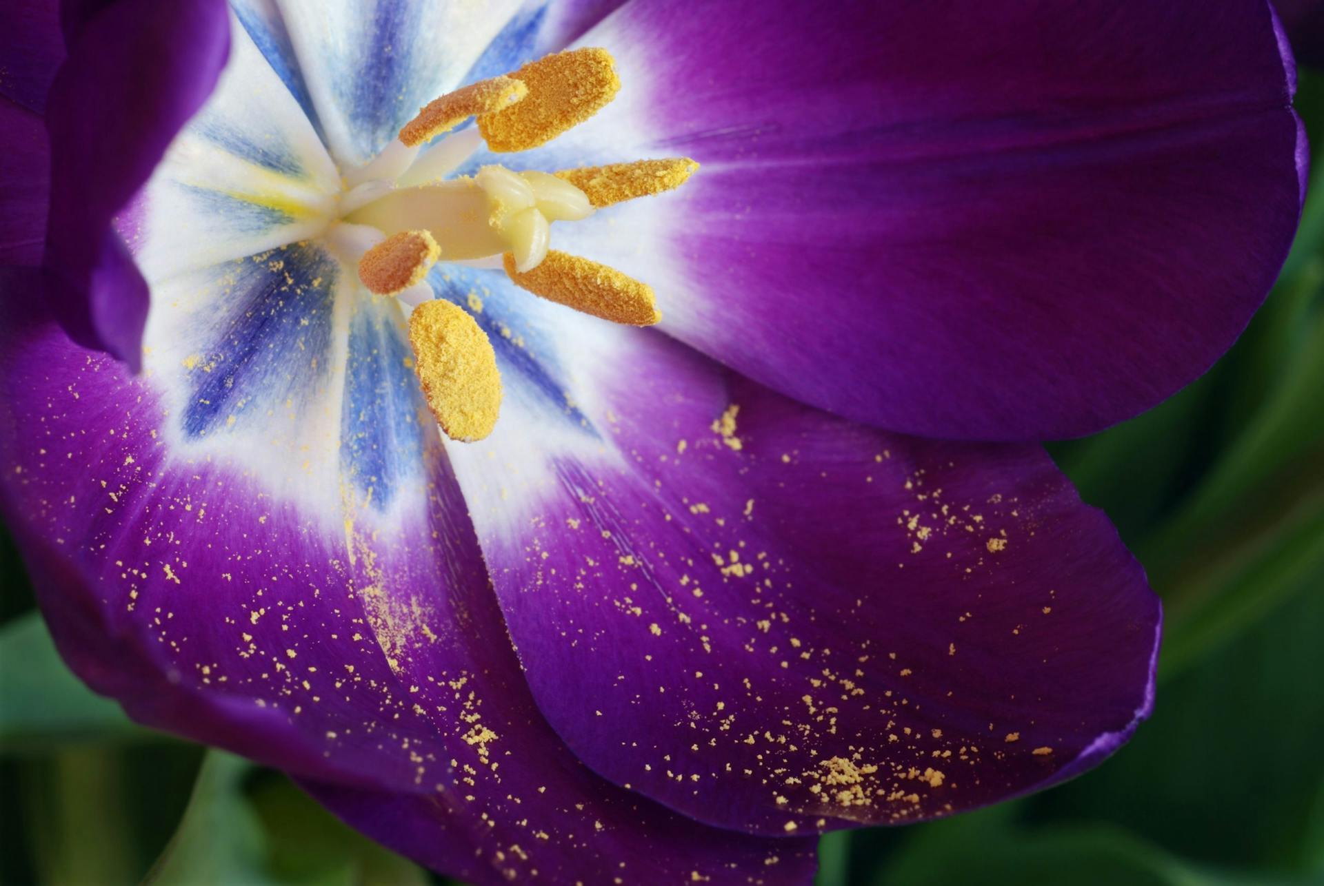 Pollen-from-Fijian-Flower-close-up-thumb-new