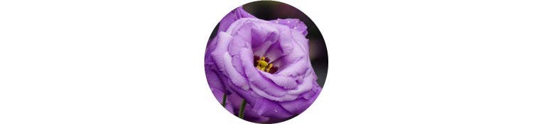 purple-eustoma-grandiflorum