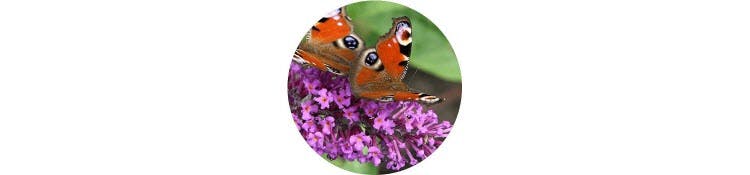 purple-buddleia-davidii