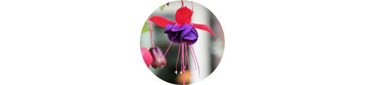 purple-fuchsia-magellanica