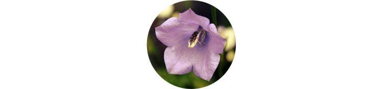 purple-campanula