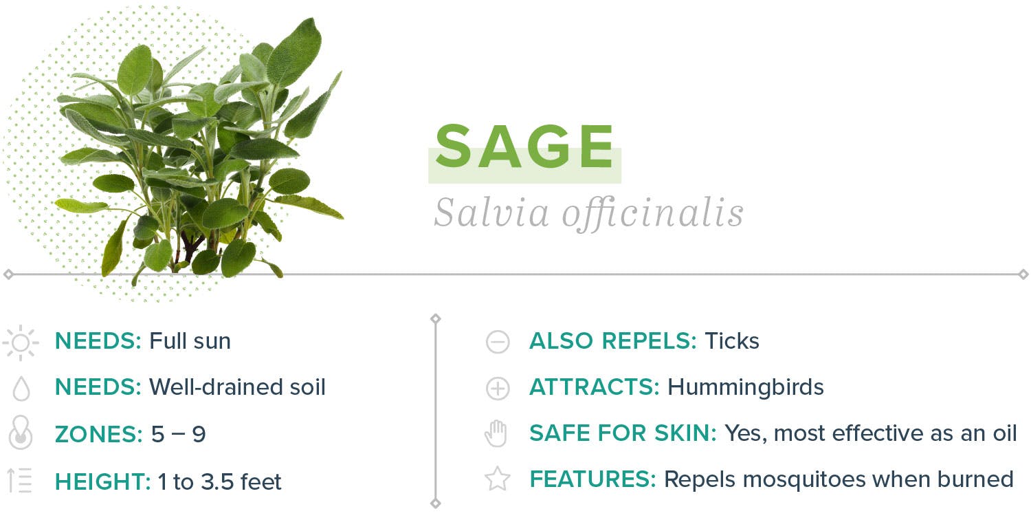 mosquito-repelling-plants-13-sage