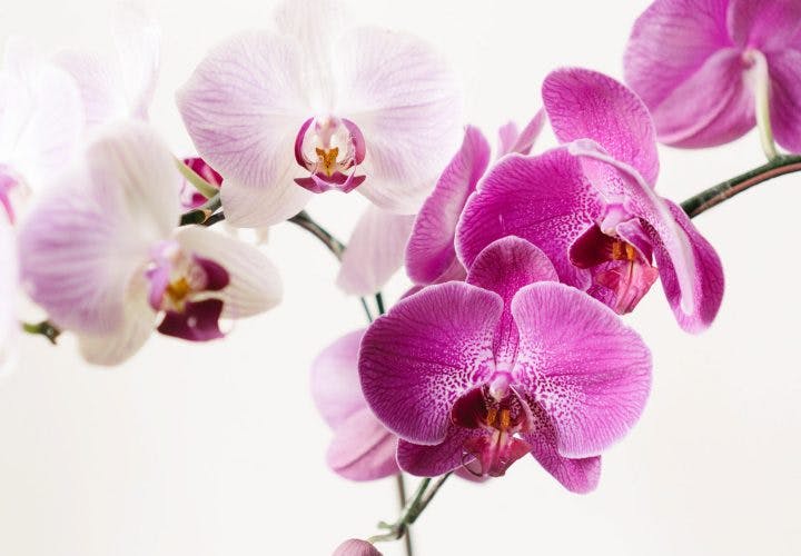 The Rich Diversity and Symbolic Meaning of Orchids