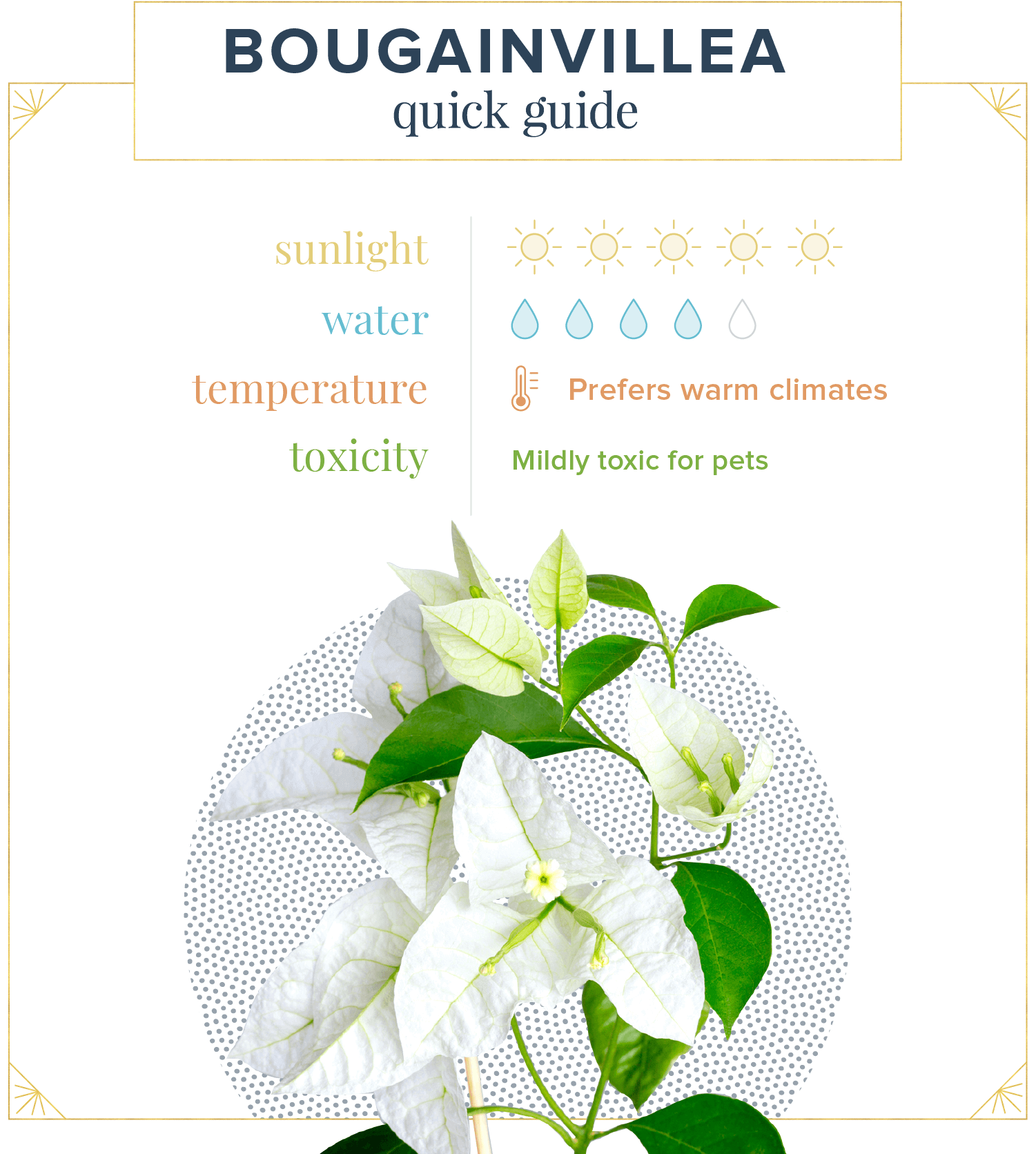 bougainvillea-care-quick-guide.