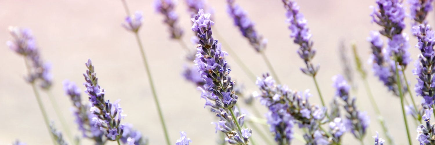 12 Types of Lavender + Growing Info