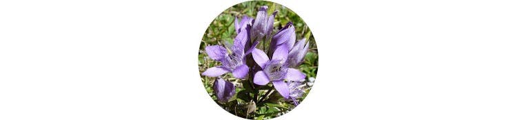 purple-stachys-monieri