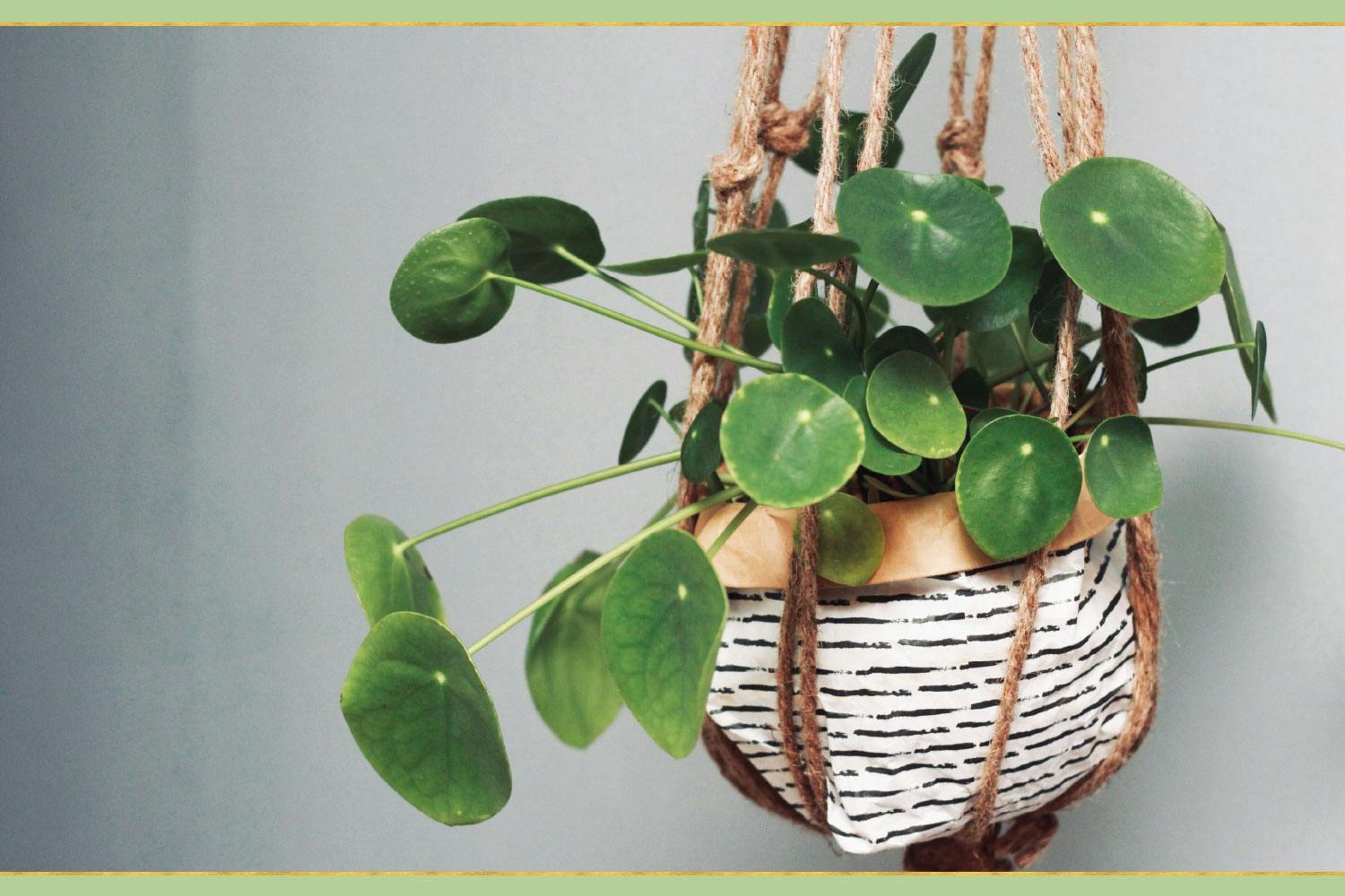 top-plant-care-tips-11