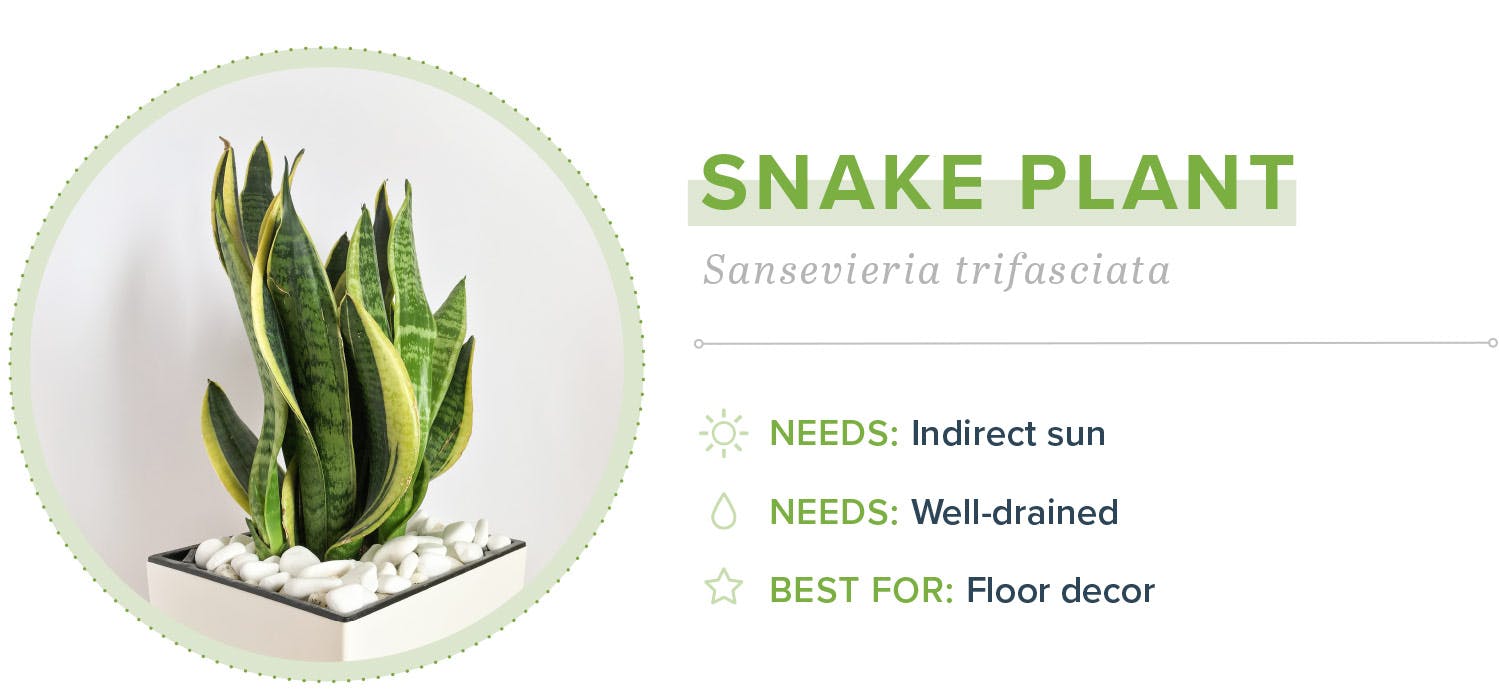 small-indoor-plants-snake-plant-19