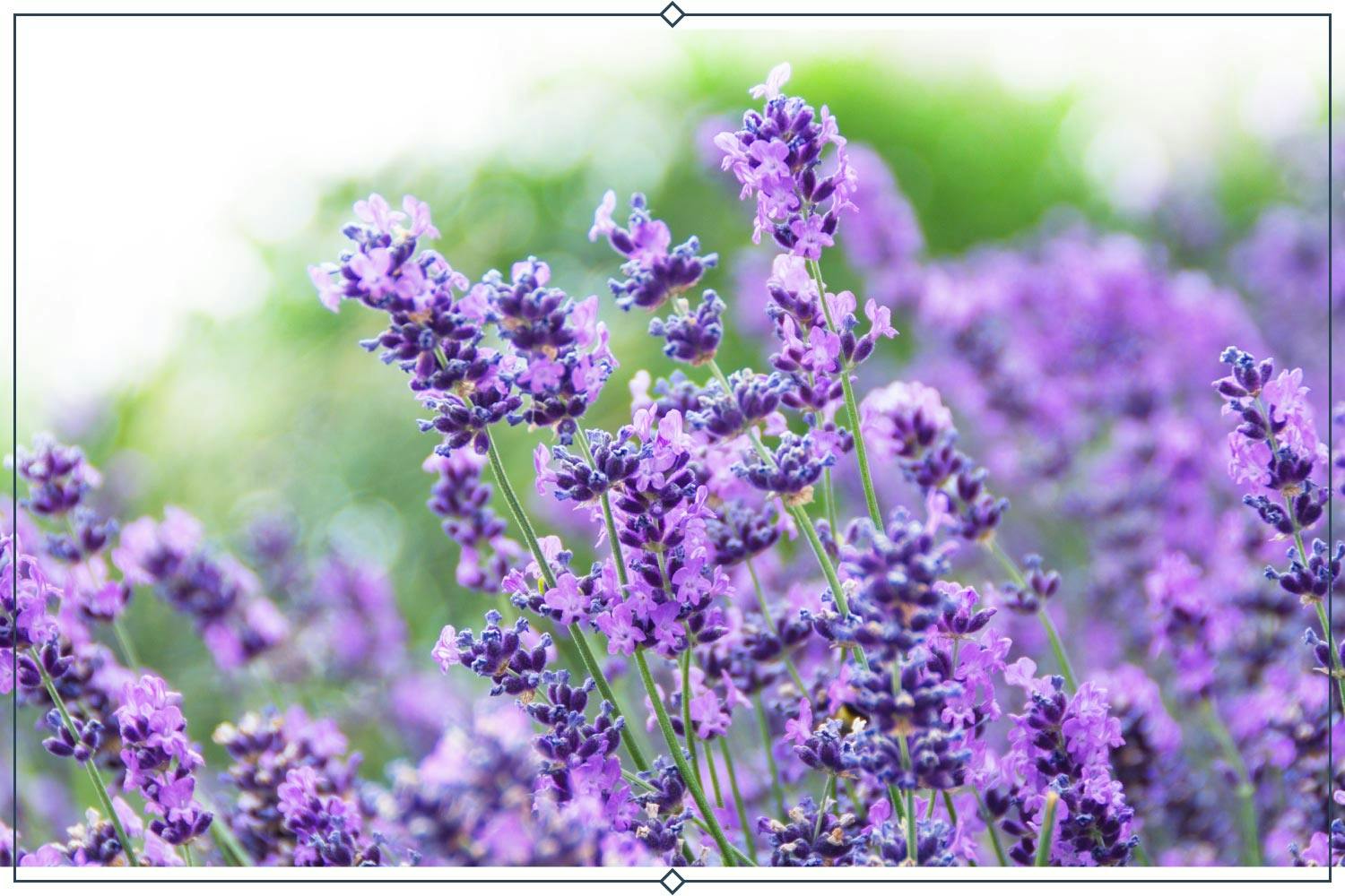 5-bettys-blue-lavender