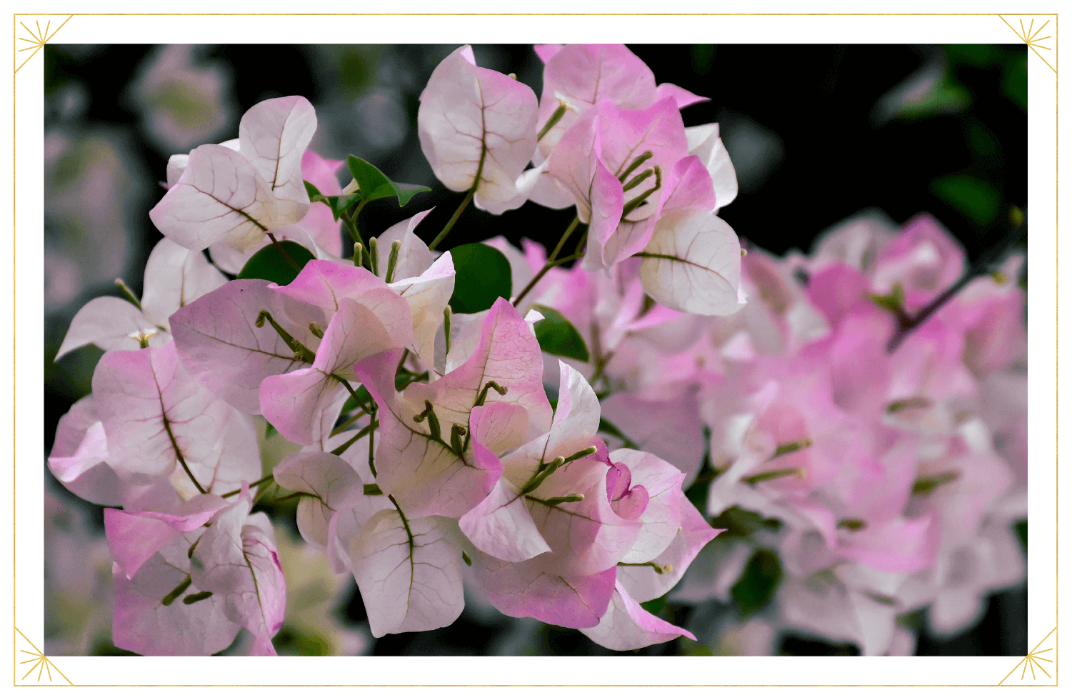 cherry-blossom-bougainvillea