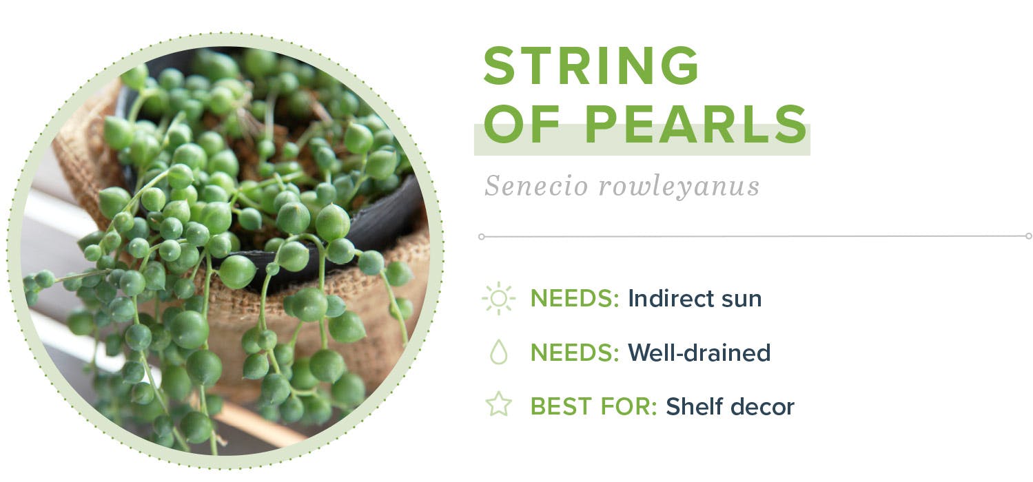 small-indoor-plants-string-of-pearls-21