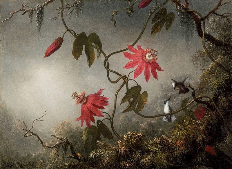 800px-MJ Heade Passion Flowers and Hummingbirds