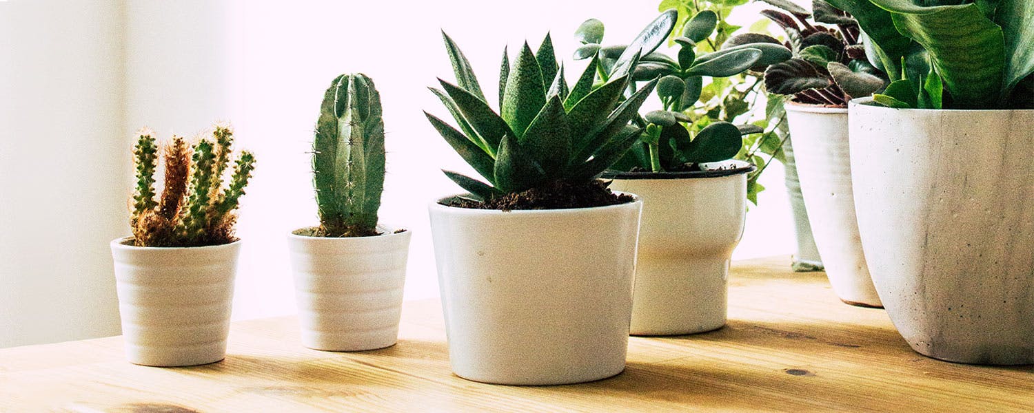 small-apartment-plants-thumb