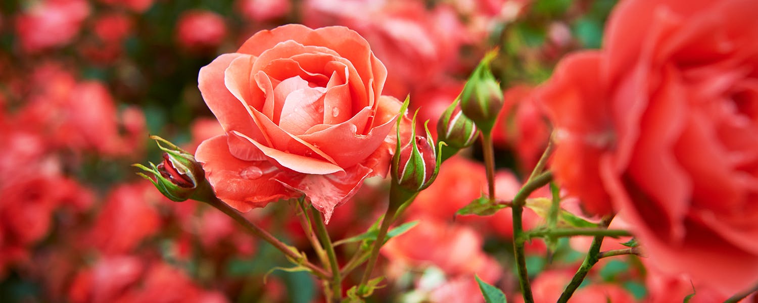 June Birth Flower + More: Rose
