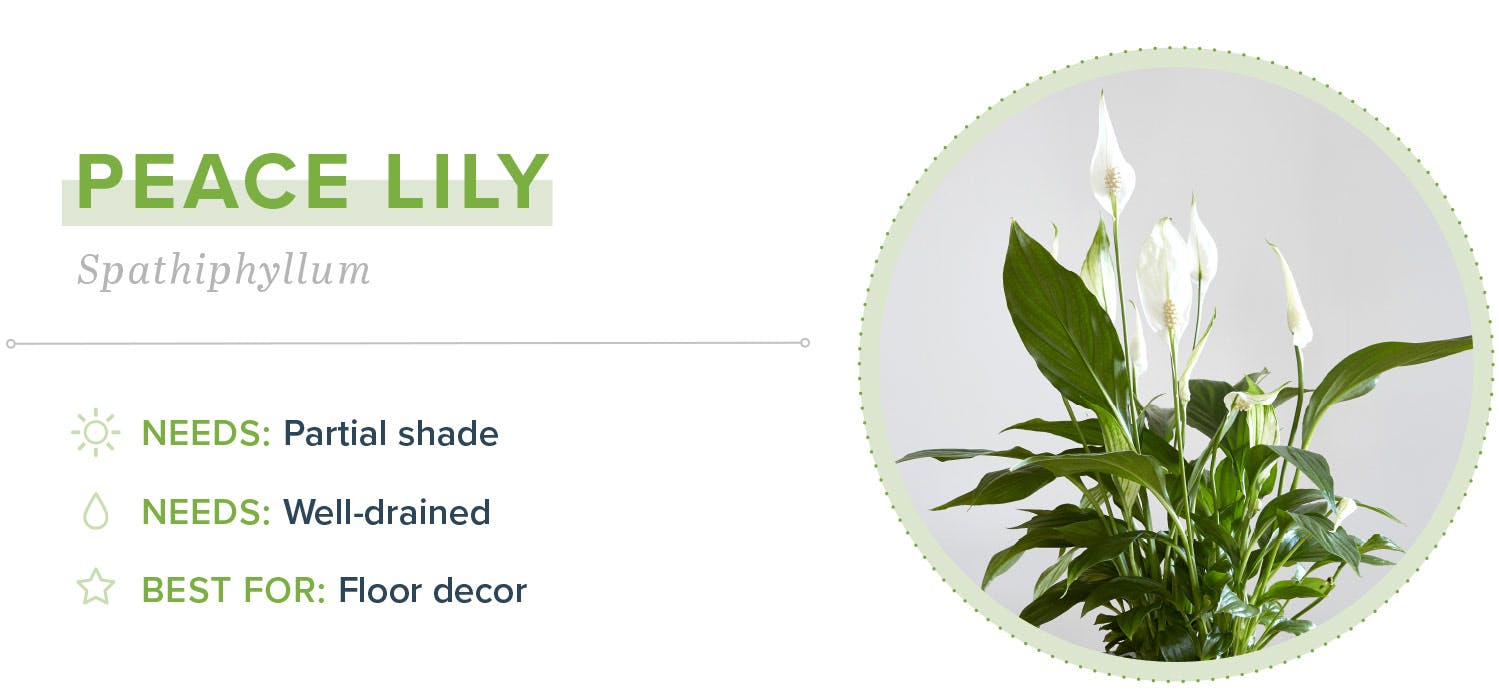 small-indoor-plants-peace-lily-14