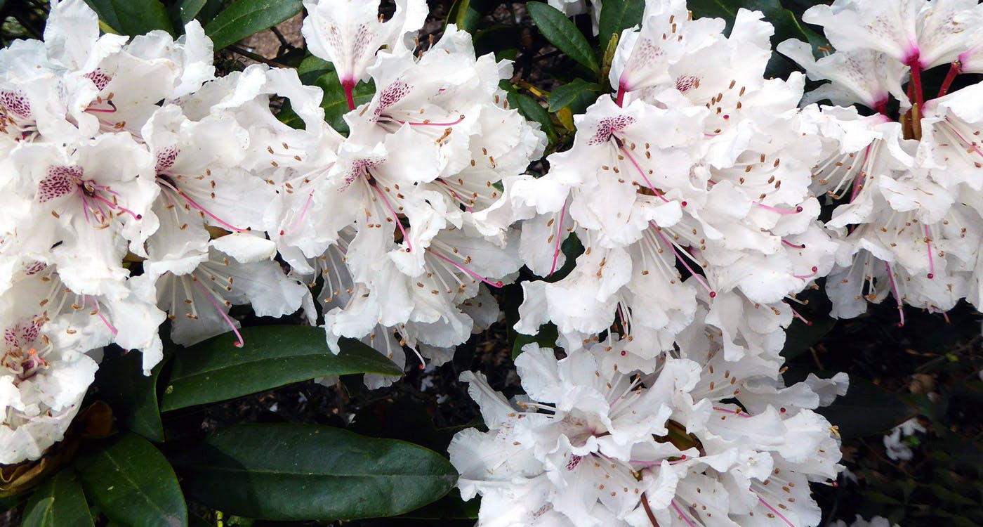 West Virginia State Flower - The Rhododendron