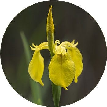 yellow-iris