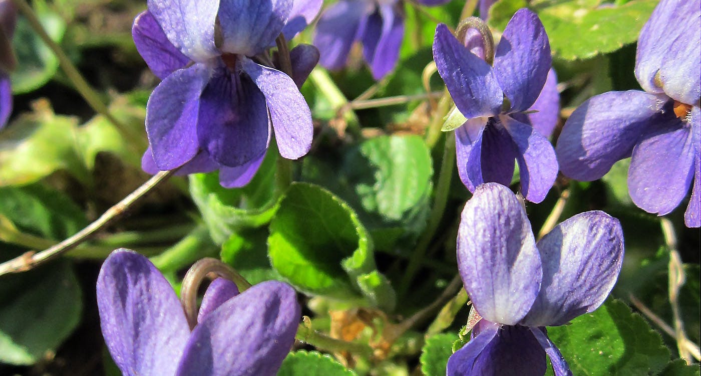 Wisconsin State Flower - Wood Violet