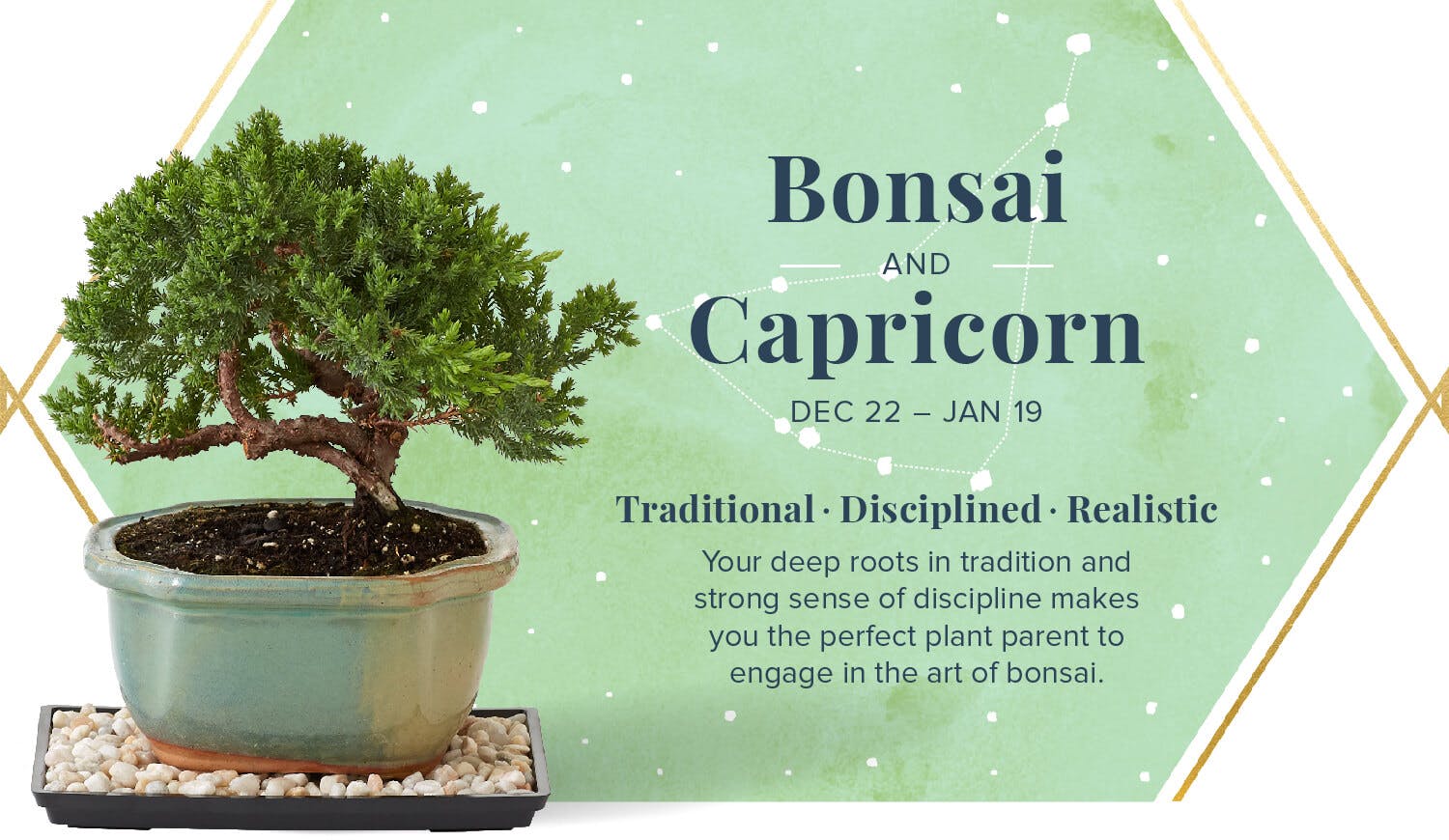 The-Perfect-Plant-For-You-According-To-Your-Zodiac-Bonsai