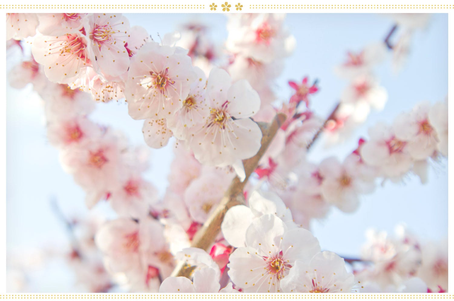 japanese-flowers-ume