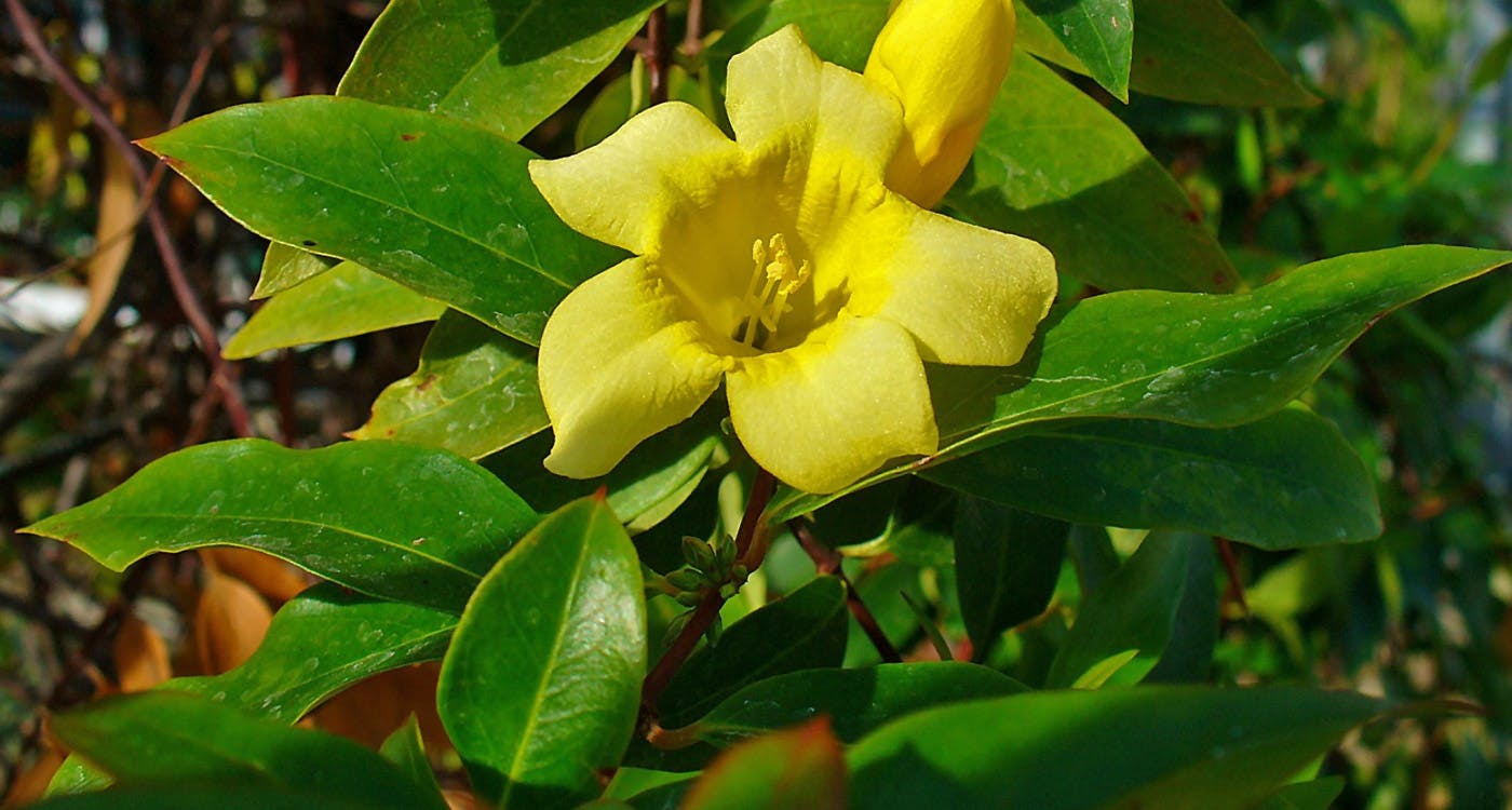 South Carolina State Flower - The Yellow Jessamine
