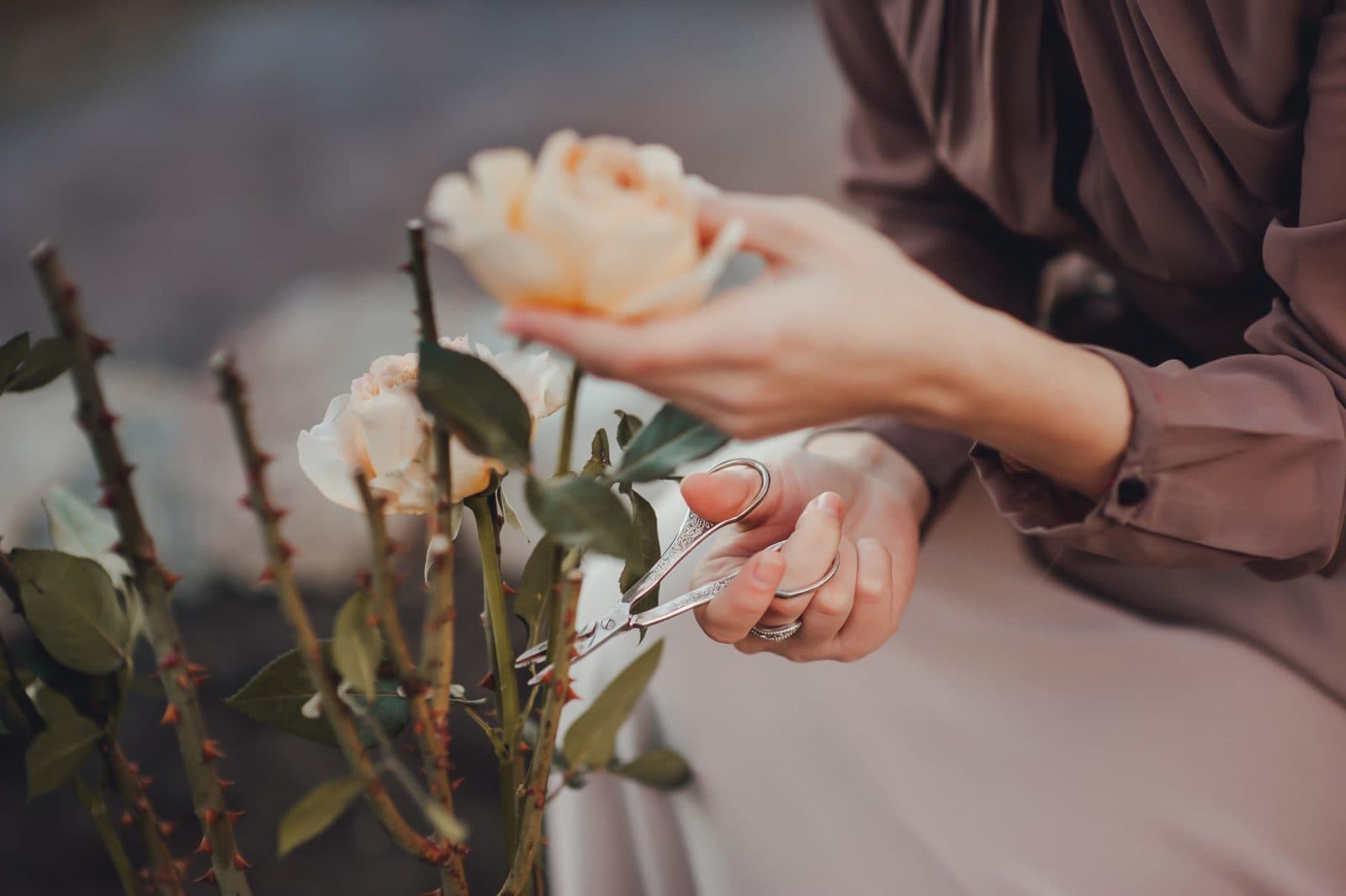 How to Keep Fresh Cut Roses Alive? - ProFlowers Blog