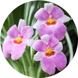 Orchid Care Guide ProFlowers